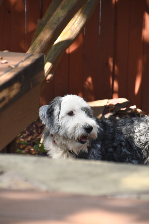 black and white sheepadoodle mini